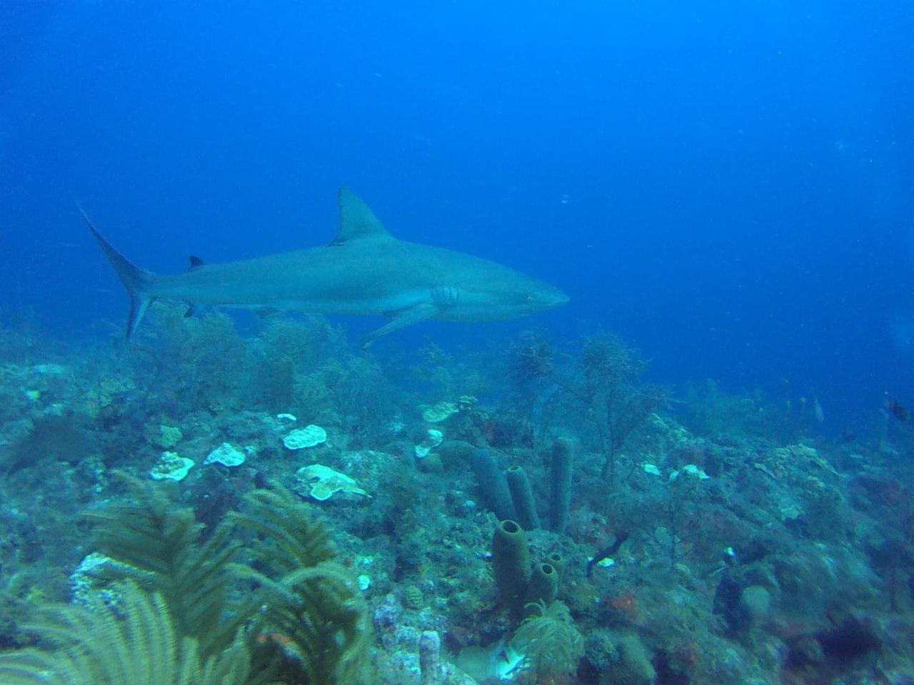 Providencia Island 阳光天堂宾馆酒店 外观 照片